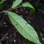 Neocalyptrocalyx leprieurii Leaf