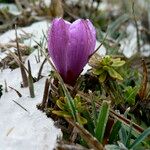 Gentianella cerastioides പുഷ്പം