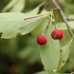 Ilex mucronata Fruto