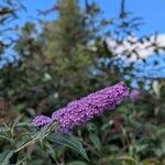 Buddleja japonicaFlower