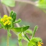 Sigesbeckia orientalisFlower