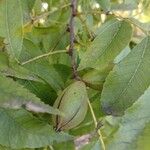 Carya illinoinensis Fruto