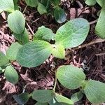 Cucurbita moschata Blad