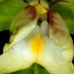 Eulophia pulchra 花