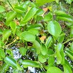 Hydrocleys martii Plante entière