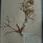 Clematis connata Otro