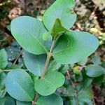 Myrceugenia exsucca Hoja