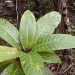 Ficus otophora পাতা