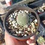 Rebutia heliosa Flower