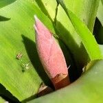 Billbergia pyramidalis Flower