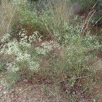Seseli tortuosum Libunga