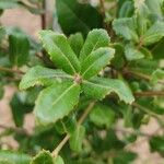 Quercus phillyreoides Yaprak