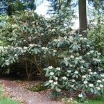 Rhododendron macabeanum Yeri