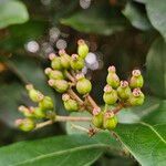 Viburnum tinus Vrucht