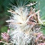 Carduus personata Fruit