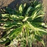 Rumex patientia その他の提案