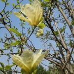 Magnolia acuminata Цвят