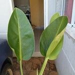 Philodendron martianumLeaf