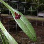 Acianthera pantasmi Leaf