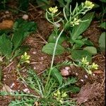 Sisymbrella aspera Habit