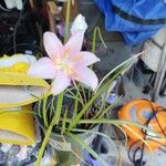 Zephyranthes robusta 整株植物