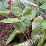 Epimedium pinnatum Leaf