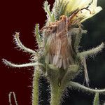 Hieracium intybaceum Плод