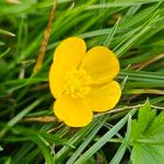 Ranunculus tuberosusBlomst