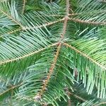 Abies grandis Blatt