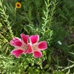 Clarkia amoena Flor