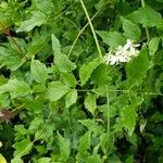 Clematis ligusticifolia Hoja