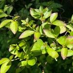 Rhododendron reticulatum Hoja