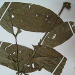 Guarea pubescens Other