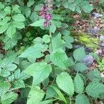 Stachys sylvatica Hábito