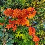 Rhododendron calendulaceum Blüte