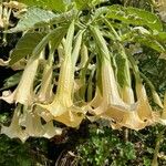 Brugmansia suaveolensFlors