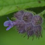 Marsypianthes chamaedrys Flor