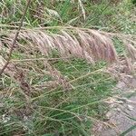 Bromus inermis Blad