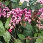 Clerodendrum thomsoniaeFlower