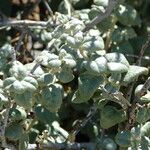 Shepherdia rotundifolia Hoja