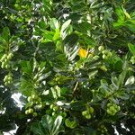 Calophyllum calaba برگ