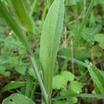 Turritis brassica Leaf