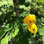 Senna bicapsularis Blatt