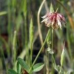 Trifolium ciliolatum Flower