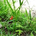 Lathyrus sphaericus Hábito