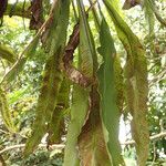 Asplenium africanum Elinympäristö