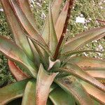 Aloe vanbalenii Ostatní