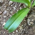 Orchis pallens Leaf
