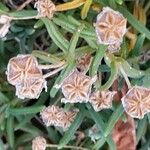 Delosperma cooperi Fruit