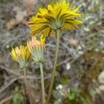 Crepis nicaeensis Fiore